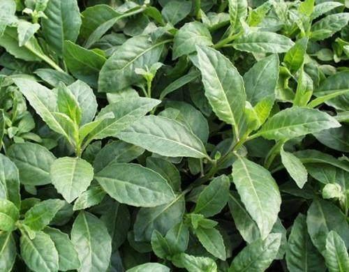 一种叫富贵菜的野菜 专治富贵病 降糖降脂 效果好