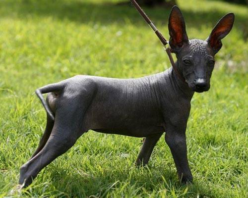 罕见的狗狗品种我是一种都没见过你呢