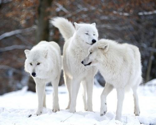 哈士奇为什么会学狼叫?哈士奇被当作狼打死?