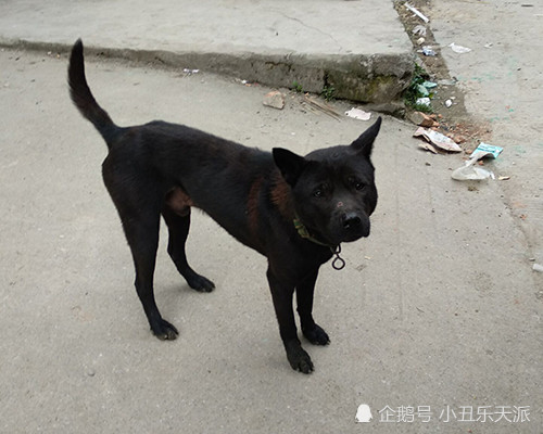 只是在血统保护上缺乏保护,以至于很多土狗血脉繁杂,生出来的后代容易