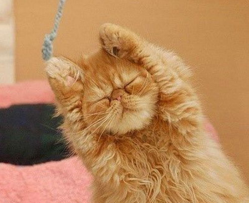 加菲猫眼睛封上睁不开加菲猫眼睛睁不开