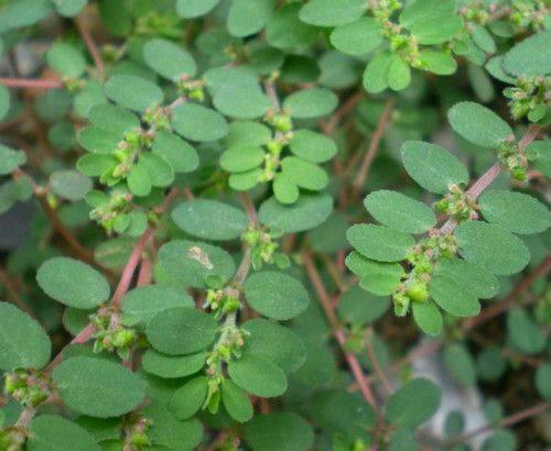 在农村路边不起眼的奶浆草有止血的作用可惜许多人不知道