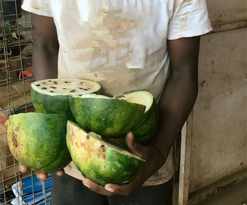 非洲小哥花30块钱买4个西瓜,回家切开后,感觉被坑惨了!