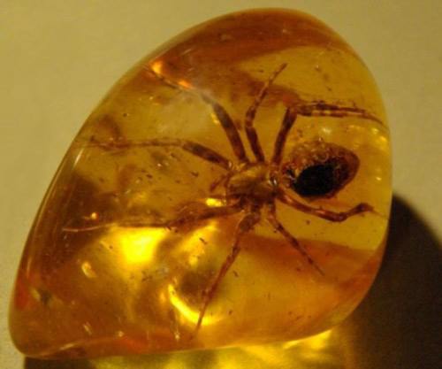 由于巧合在低落过程中将昆虫包裹在其中,形成了保存昆虫的结晶体,我们