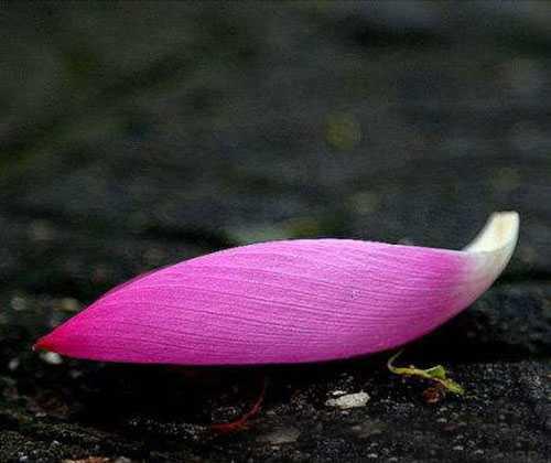 心理测试:选一片花瓣,测你今后是不是富贵?