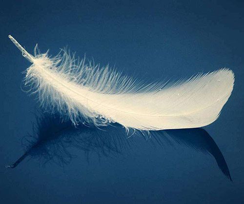 心理测试凭感觉选一根最飘逸的羽毛测你下辈子智商有多高