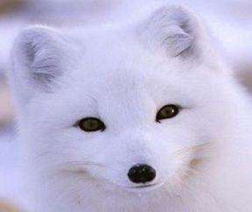 选一双狐狸眼睛,我是不死