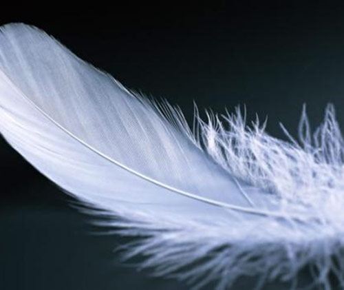 心理测试凭感觉选一根最飘逸的羽毛测你下辈子智商有多高