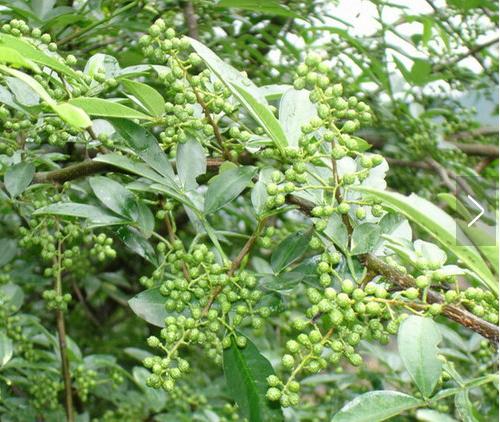 肉桂八角茴香大茴香小茴香紫苏月桂叶香茅麝香草五香粉咖喱粉孜然罗勒