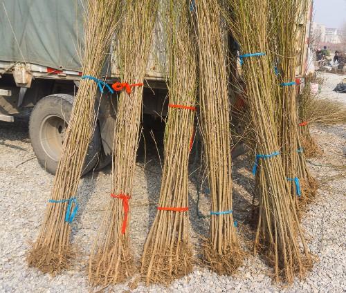 树苗捆的很整齐,一捆一捆的卖.这位大娘的柿子树每棵卖30元.