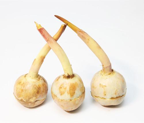 茨菰(cí gū)烧排骨