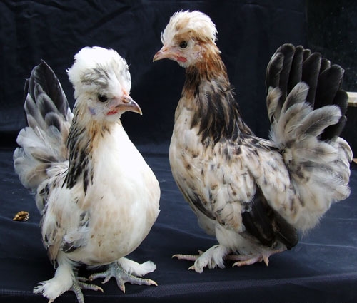 宠物也可以是只鸡,大家见过这些宠物鸡吗|宠物鸡|鸡|松鼠_新浪新闻