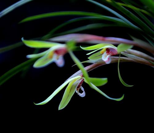 幽兰花在空山美人爱之不可见