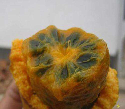 官方上它还有这些名字,牛卵蛋,金芒果,水牛屄,牛卵驼,黄腊等等,这些都