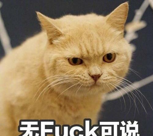 它的表情包存了好多,却不知它日常生活也是只有点小可爱的萌猫