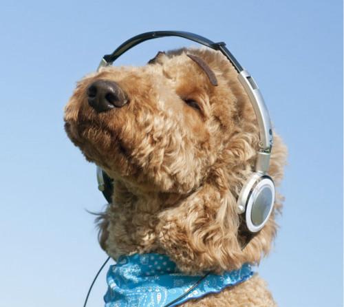 主人们了解过吗?看完萌化我的心!