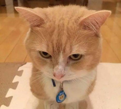 十只橘猫九个胖,还有一只超级胖,最后只橘猫说的对