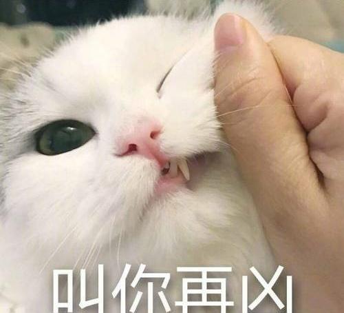 这只看起来很萌的猫咪却是宇宙最凶的小可爱