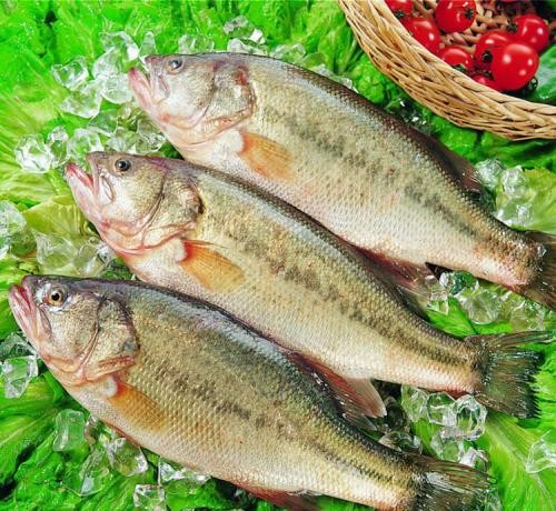 各类食用鱼中英对照 | 知识