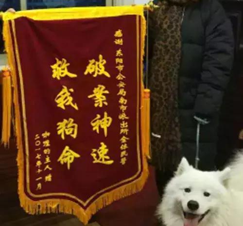萨摩耶去派出所送锦旗:破案神速,救我狗命!