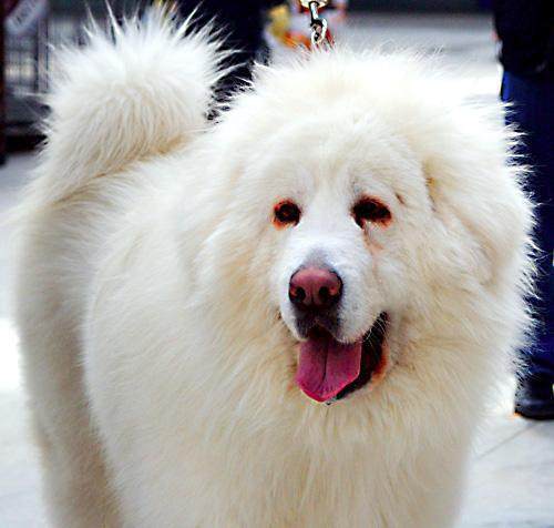 这种藏獒价值750万,到底贵在哪里|藏獒|雪獒|价值_新浪新闻