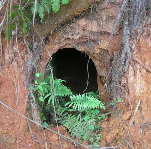 越战中"猫耳洞",非常值得看的一篇文章