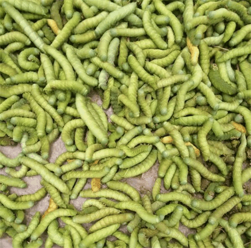 它从害虫到餐桌美食, 无不彰显中国吃货的智慧