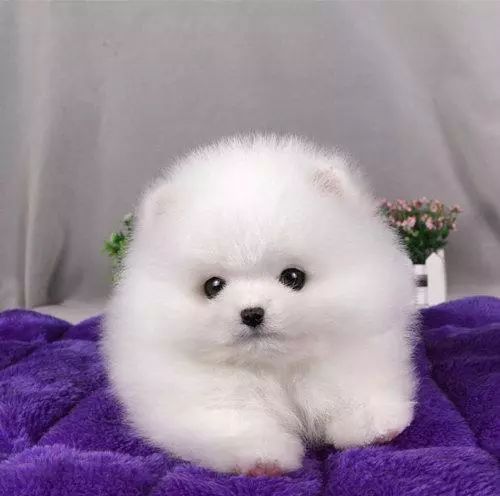 小型犬也需要大教育,博美幼犬需要怎么训练才好?