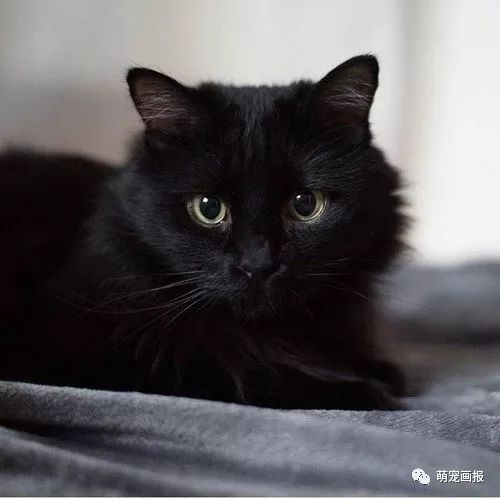 那你喜欢黑猫吗