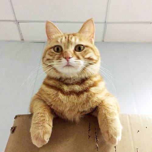 橘猫小胖真的是太萌了,这一抬头,大老爷们的心都