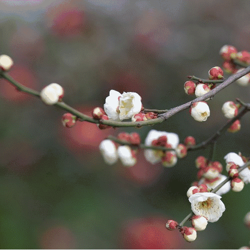 梅花|杭州|胜地_新浪新闻