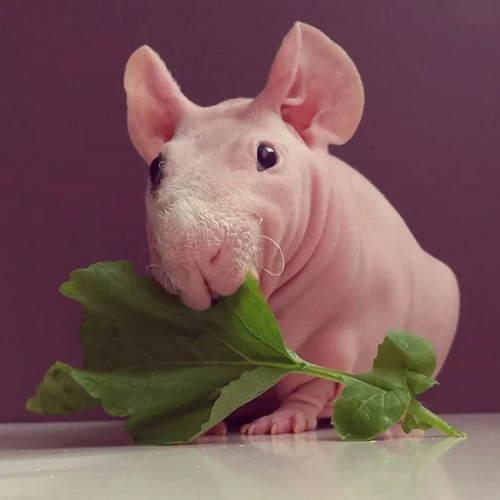 丑的可爱,这是只能当宠物的猪,野外无法生存!