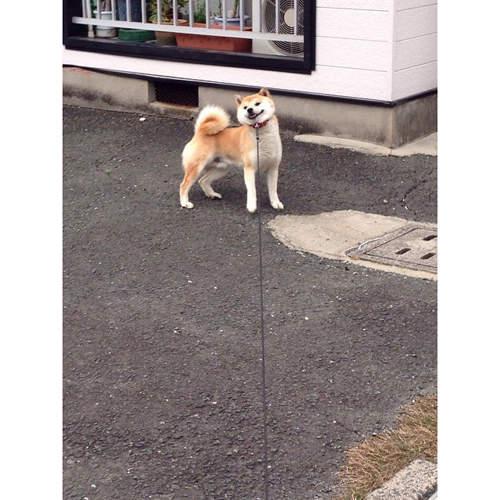 誓死不从的柴犬说不走就是不走能奈我何