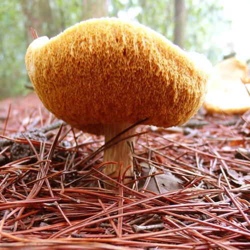 想让宝宝头发长得黑,妈妈就要多给孩子吃这三种食物|核桃|头发|猴头菇