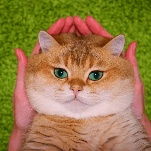 十只橘猫九只胖,还有一只特别胖