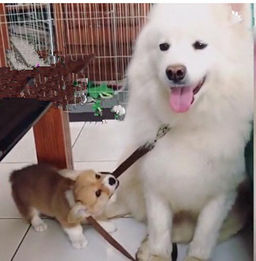 小柯基紧拉牵引绳想出门玩,萨摩耶却使坏,还傻笑无视妹妹!