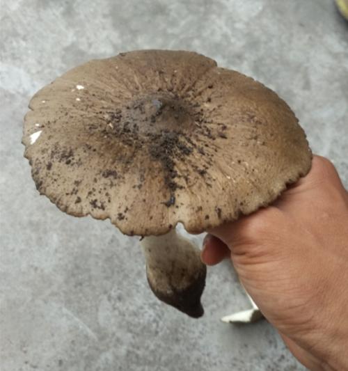 伞把菇长什么样子，你见过吗？适合在什么样的环境下生存？|共生|伞把|云南_新浪新闻