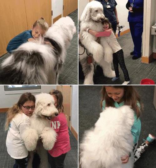 这只大型的古牧和贵宾的串儿,可爱的叫人暖化人心