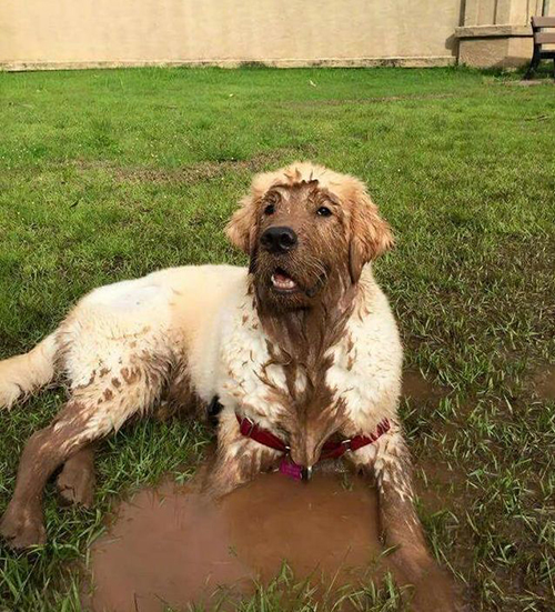 大暖汪出去玩的时候为什么会弄一身泥呢?它们是故意的!