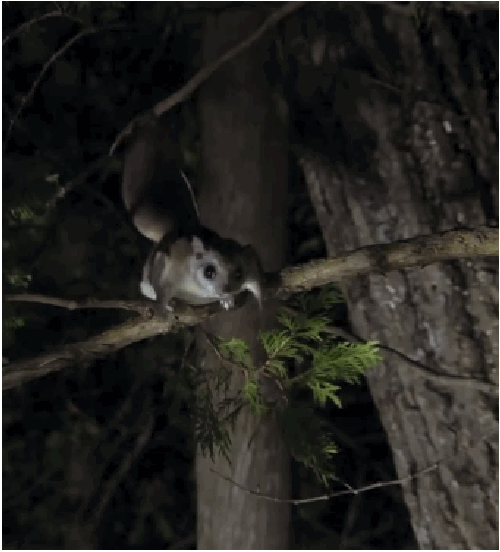 小飞鼠航空起飞了呆萌又可爱起飞瞬间网友都被萌到