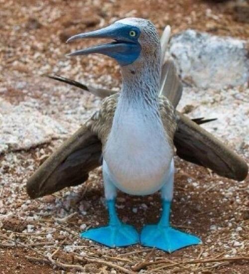 心情不好时你就看看蓝脚鲣鸟.顿时洗脑放空觉得啥都无所谓