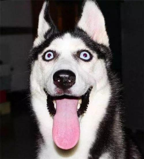 不是在犯二,就是在犯二的路上,犬界网红哈士奇诞生史!