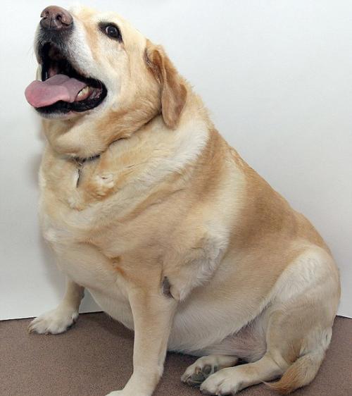 是该叫拉布拉多猪呢,还是拉布拉多球?