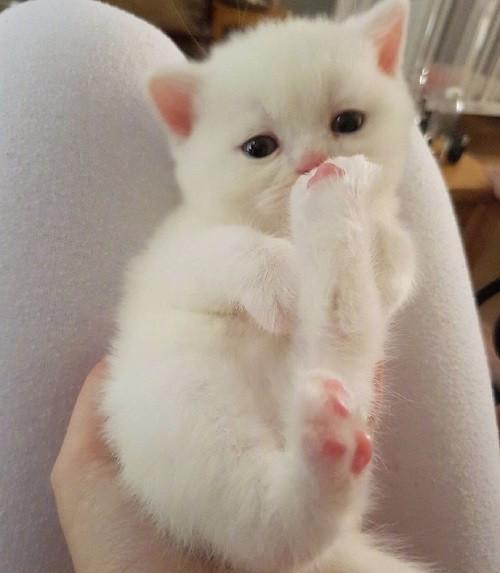 巨萌的奶猫萌不晕铲屎官们算你赢