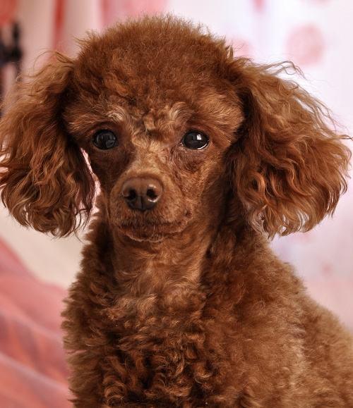 最近出门遛狗看见别人家的小泰迪都剪毛做了造型,看起来乖巧又漂亮