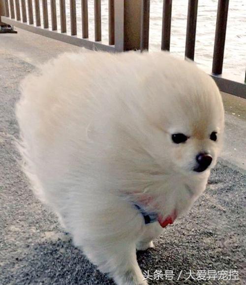 狗狗狂风中漫步,居然被吹成了一个球!