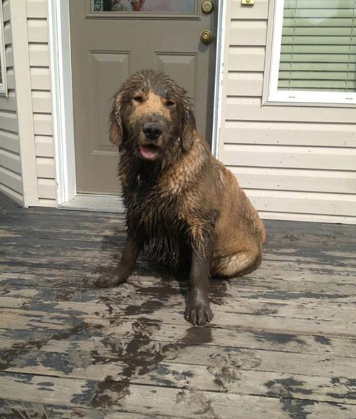 大暖汪出去玩的时候为什么会弄一身泥呢?它们是故意的!