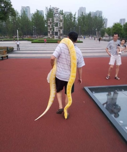 原来,在湖里游泳的竟然是这男子养的一条黄金蟒宠物.