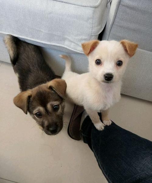 中华田园犬其实很好养的,很少有人把它当作宠物来养,认为养土狗没有