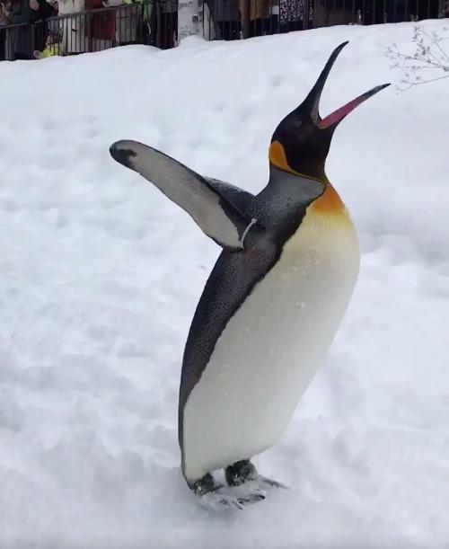 本鹅是用滑的,企鹅表演冰上滑行技巧,后感谢观众的方式参加奥运